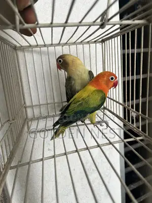 লাভ বার্ড নিউ এডাল্ট ডি এন এ পেয়ার