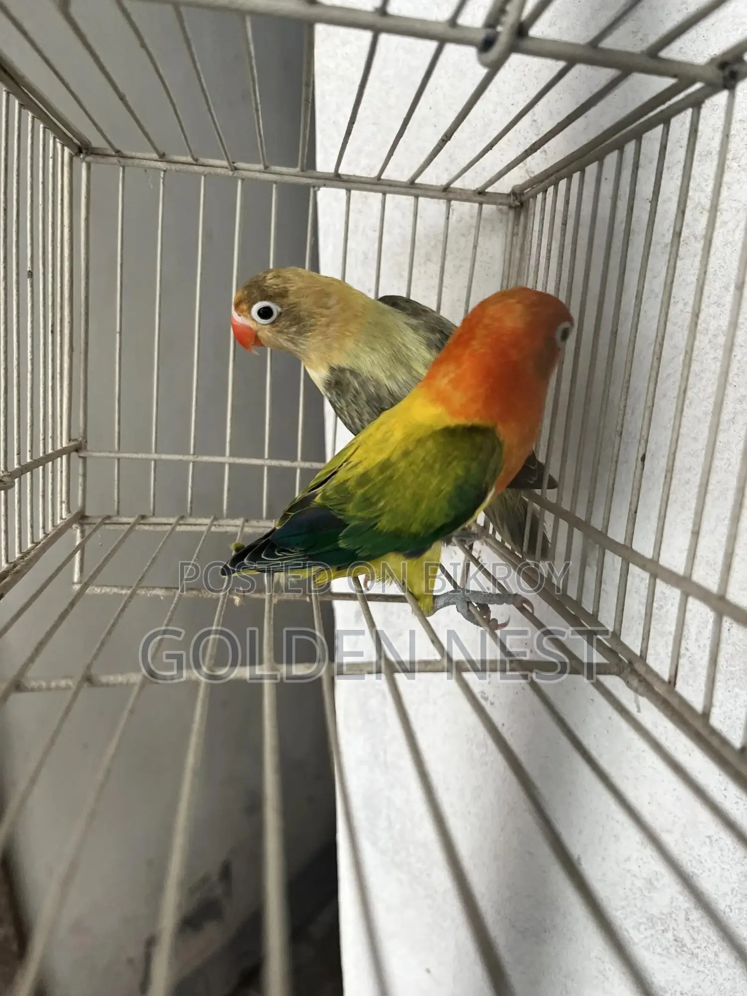 লাভ বার্ড নিউ এডাল্ট ডি এন এ পেয়ার