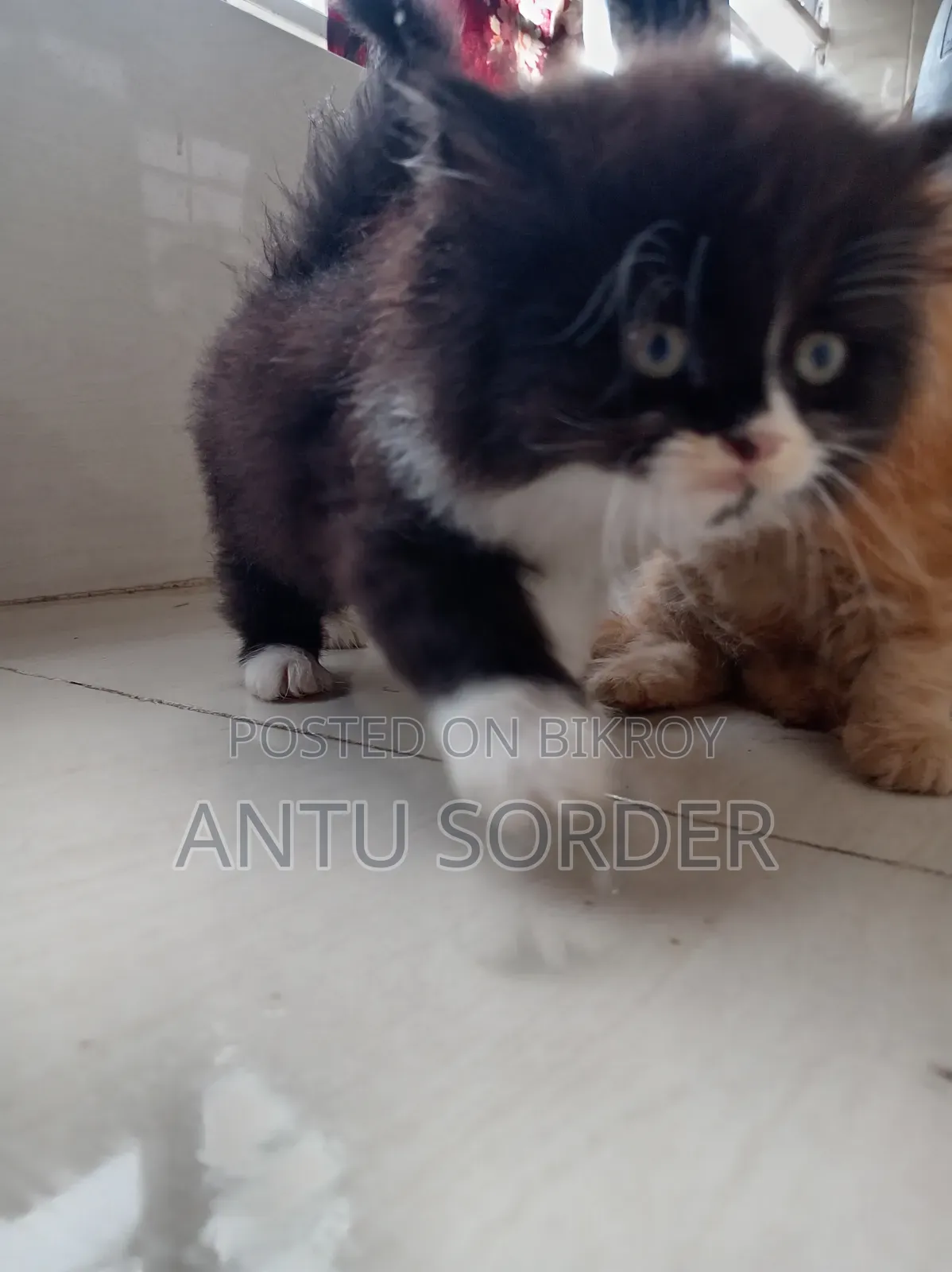 1-3 Months Female Purebred Persian