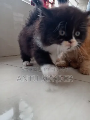 1-3 Months Female Purebred Persian
