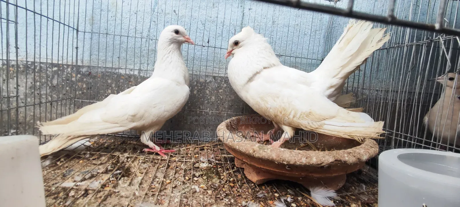 1 Pair of Pigeons (Breeding Pair)