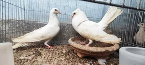 1 Pair of Pigeons (Breeding Pair)