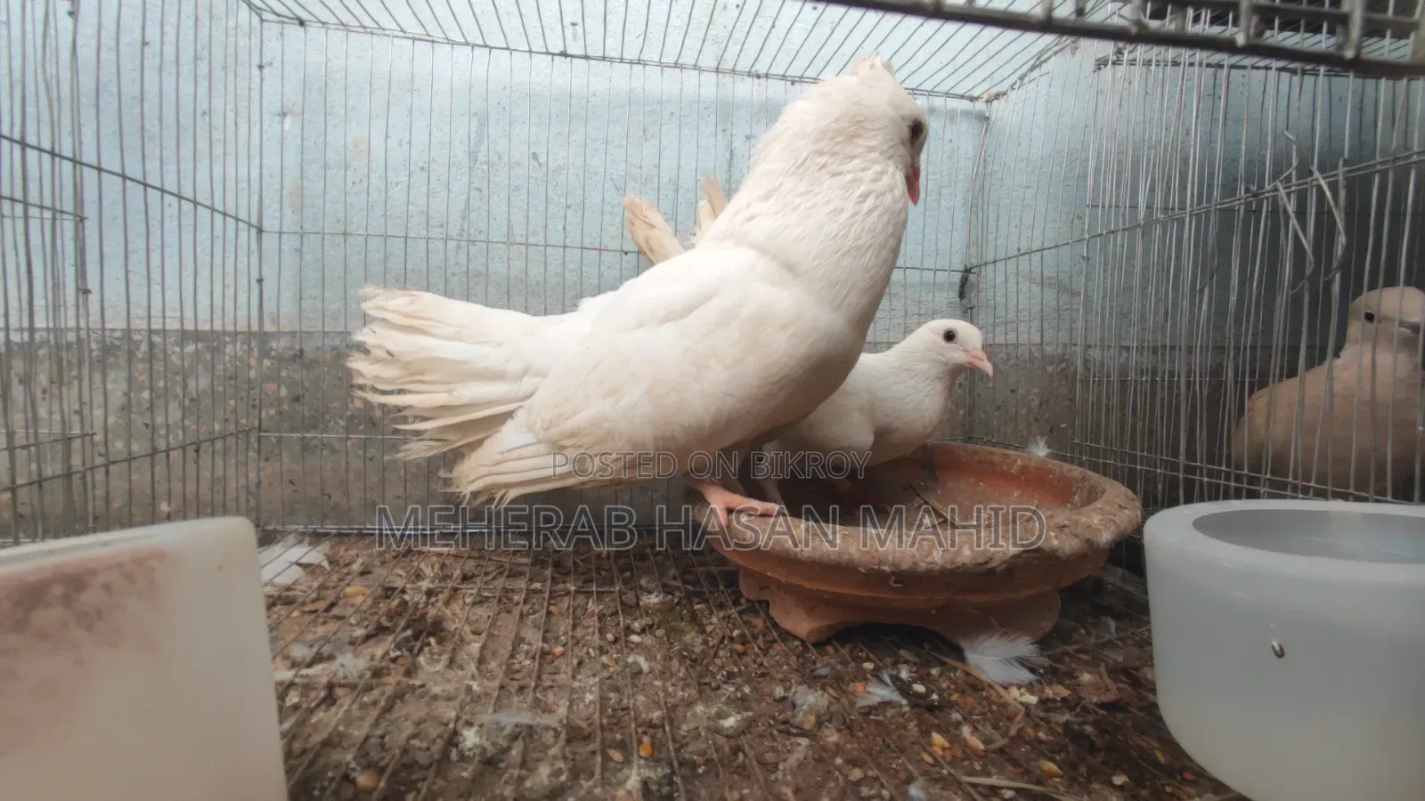 1 Pair of Pigeons (Breeding Pair)