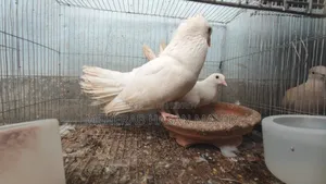 1 Pair of Pigeons (Breeding Pair)
