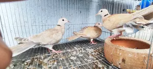 3 Dove Chicks