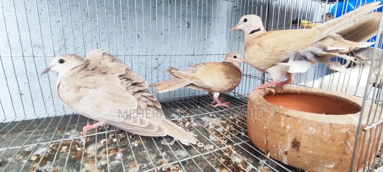 3 Dove Chicks