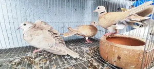 3 Dove Chicks