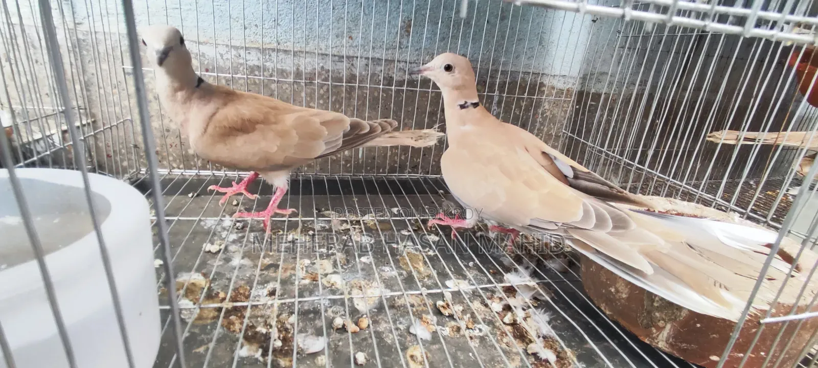 3 Dove Chicks