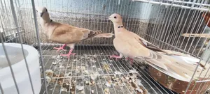 3 Dove Chicks