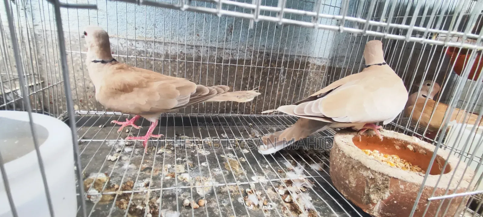 1 Pair of Running Doves Laying Eggs
