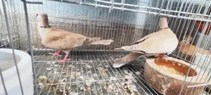 1 Pair of Running Doves Laying Eggs