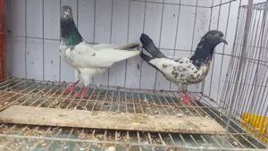 Running Tady Pigeons