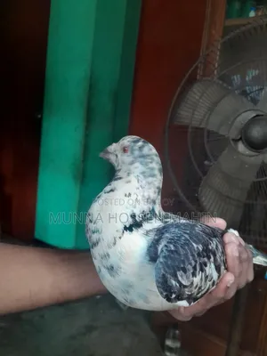 Racer Pigeon Male