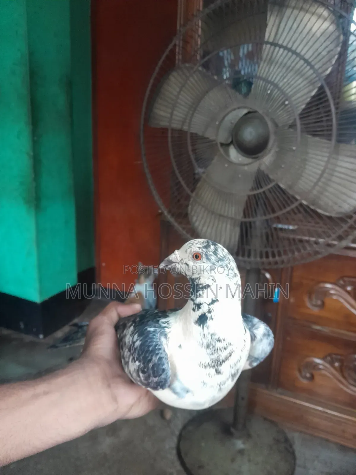 Racer Pigeon Male