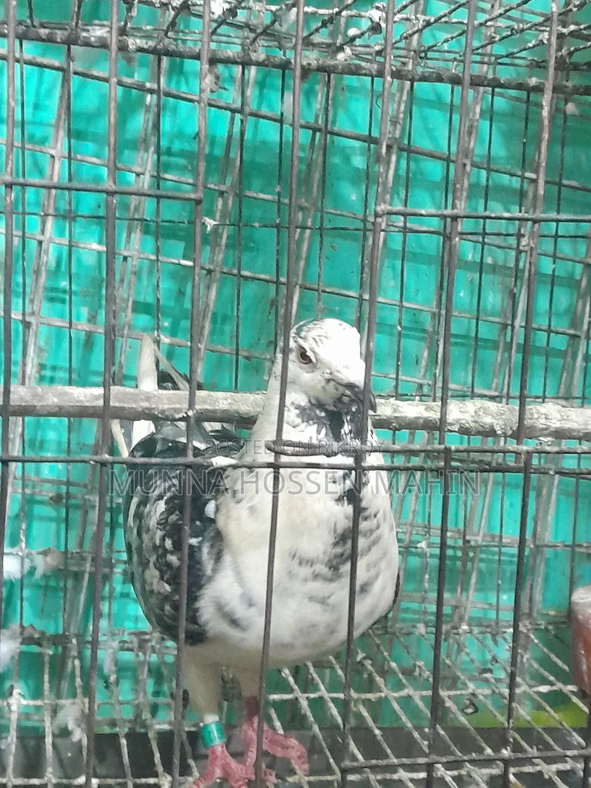 Racer Pigeon Male