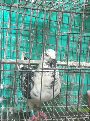 Racer Pigeon Male
