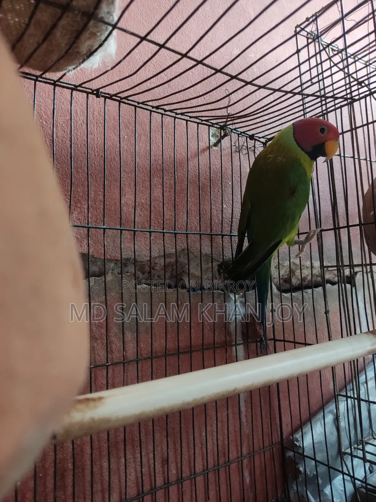 Pet Parakeet