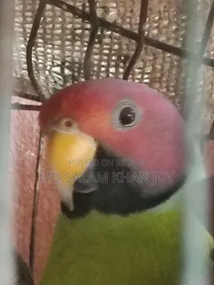 Pet Parakeet
