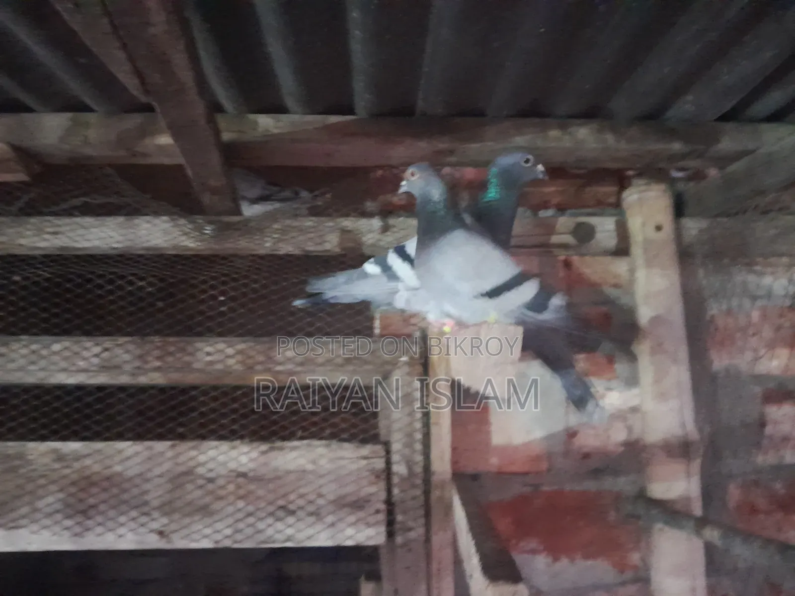 Homa Racer and হোমা কবুতর ক্রস জোড়া