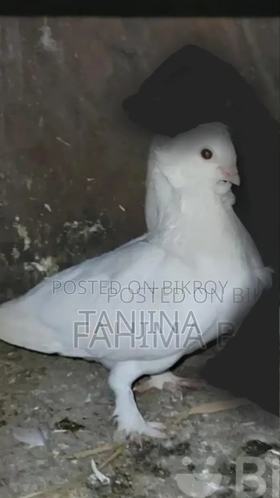 Aual Madi Pigeon