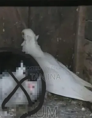 Aual Madi Pigeon