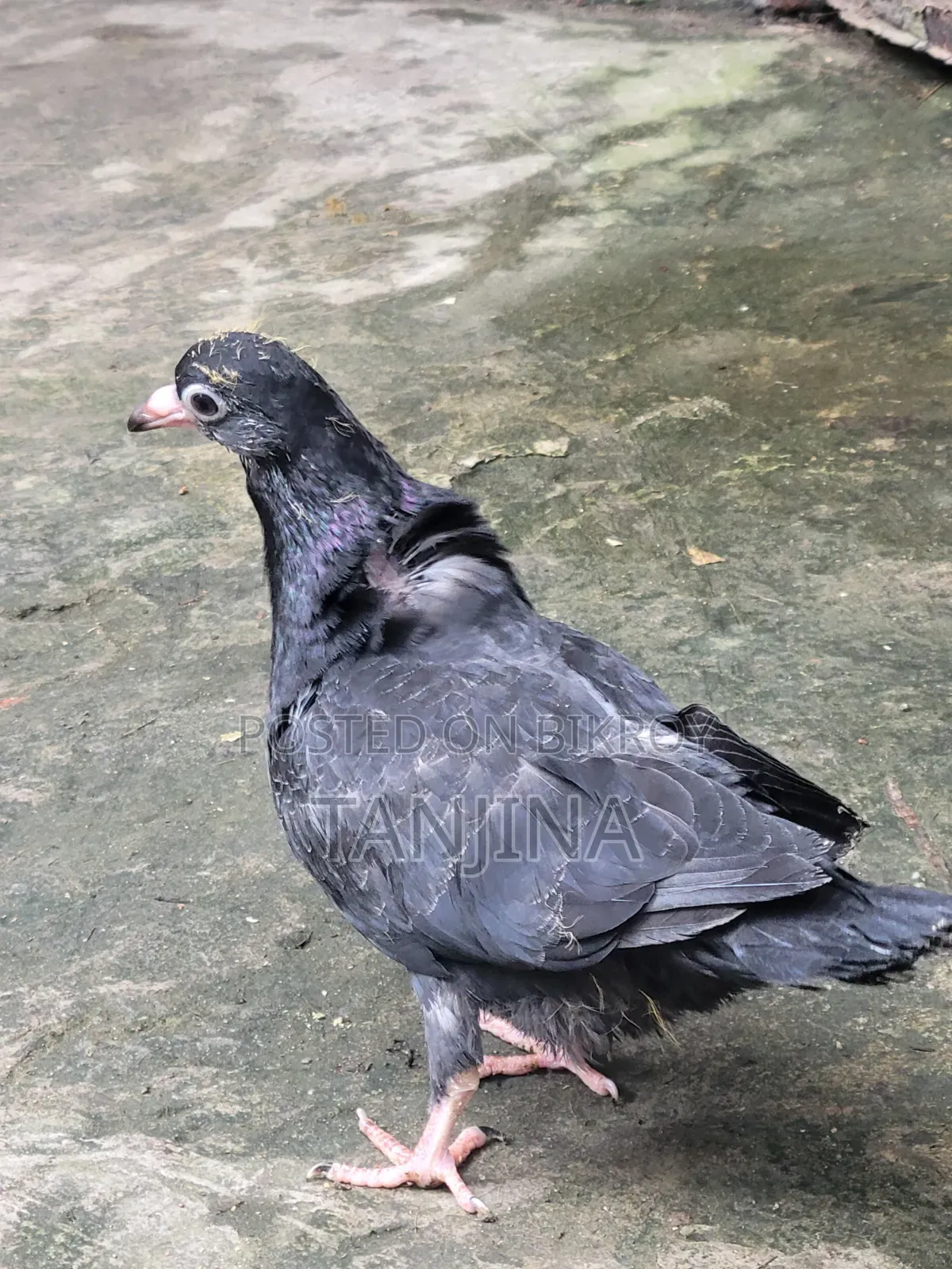 Aual Madi Pigeon