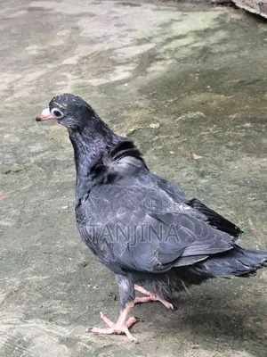 Aual Madi Pigeon