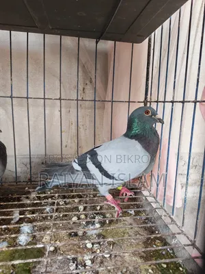 Homa Racer and হোমা কবুতর ক্রস জোড়া