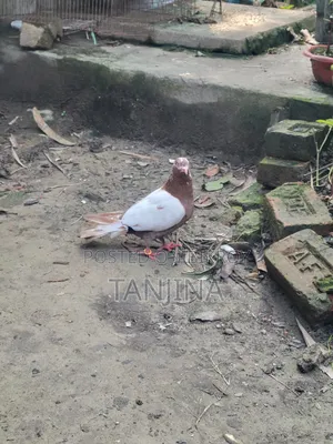 Aual Madi Pigeon