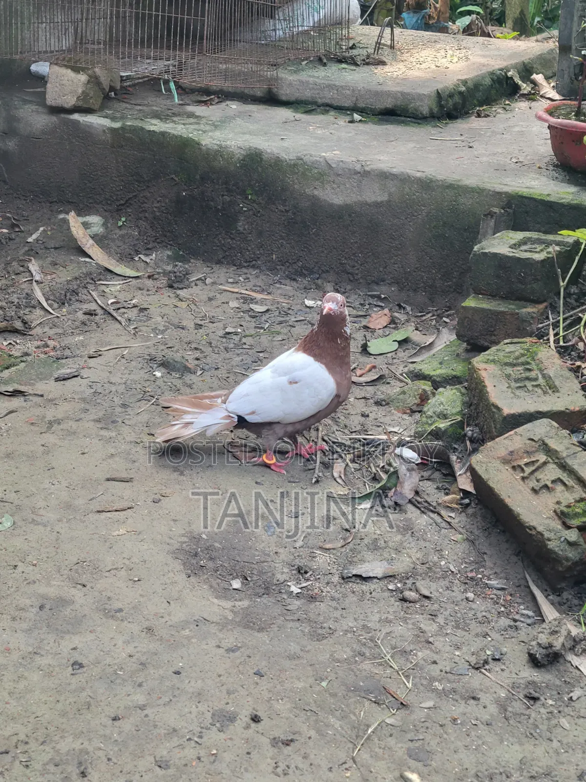 Aual Madi Pigeon