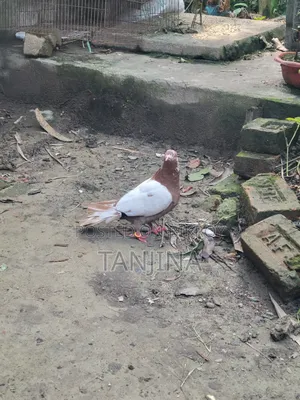 Aual Madi Pigeon