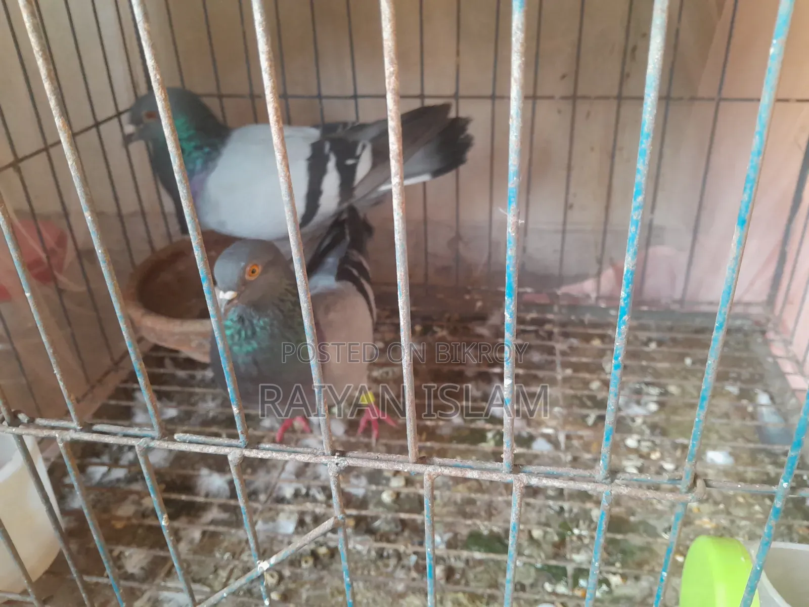 Homa Racer and হোমা কবুতর ক্রস জোড়া