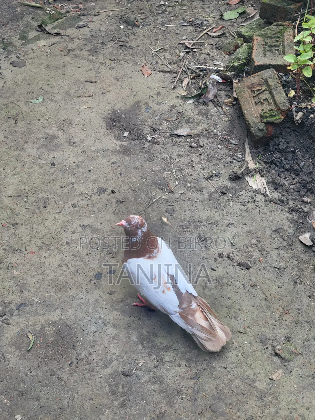 Aual Madi Pigeon