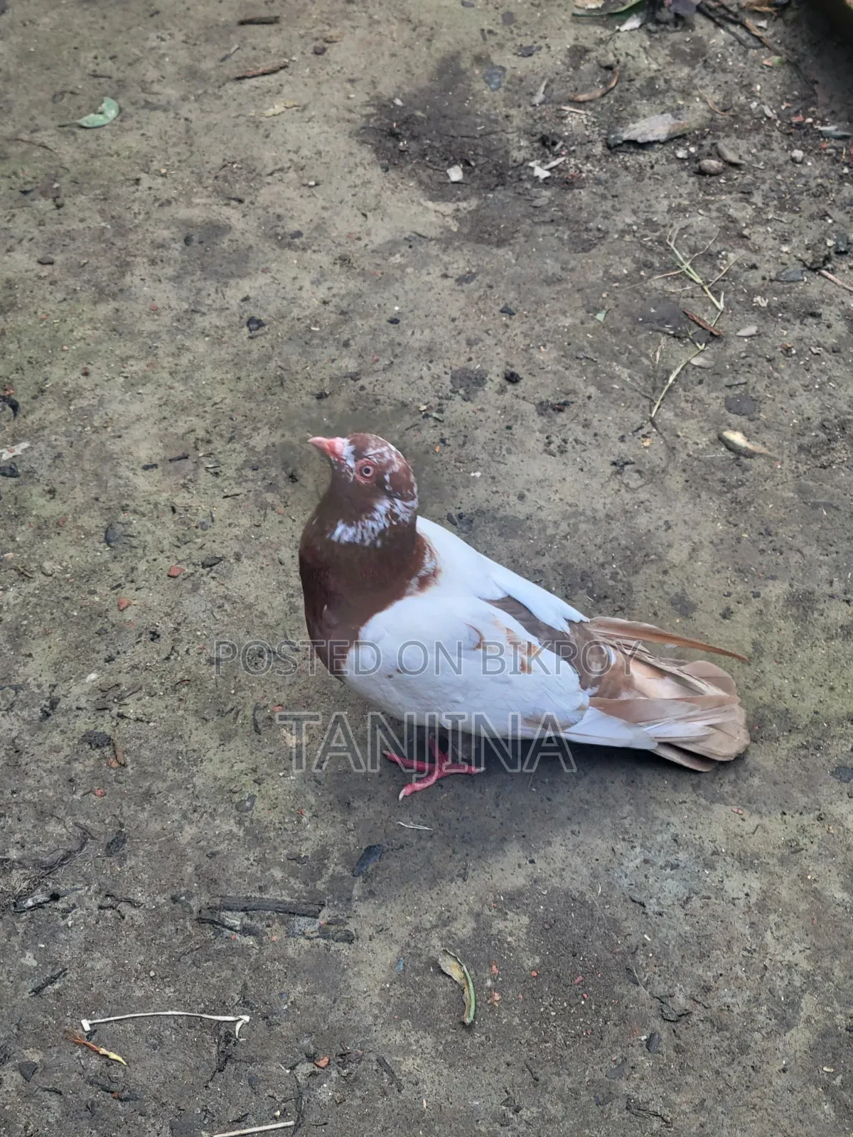 Aual Madi Pigeon