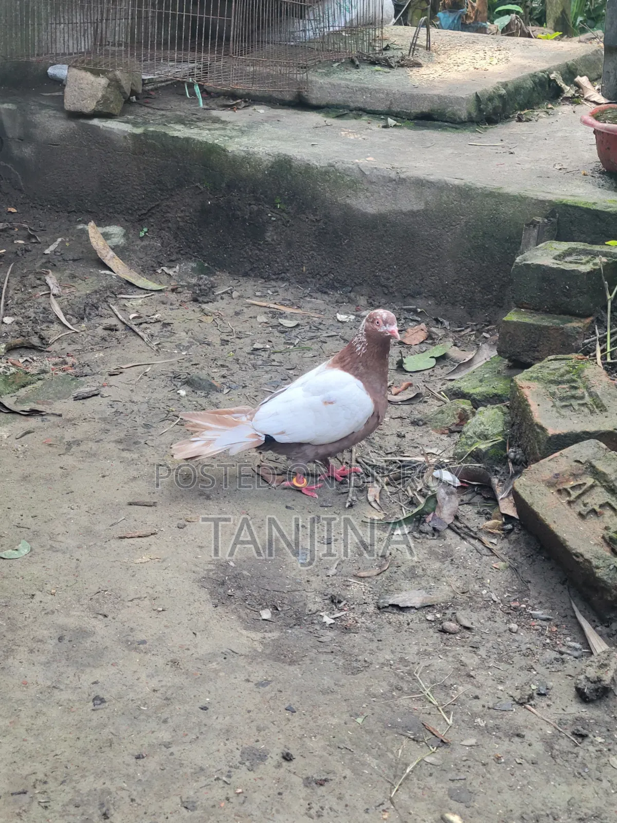 Aual Madi Pigeon