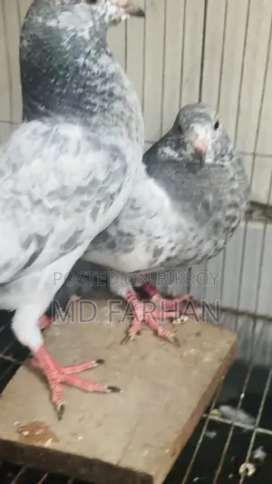 Military Pigeon Squab