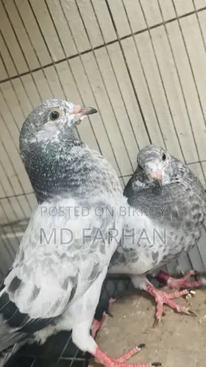Military Pigeon Squab