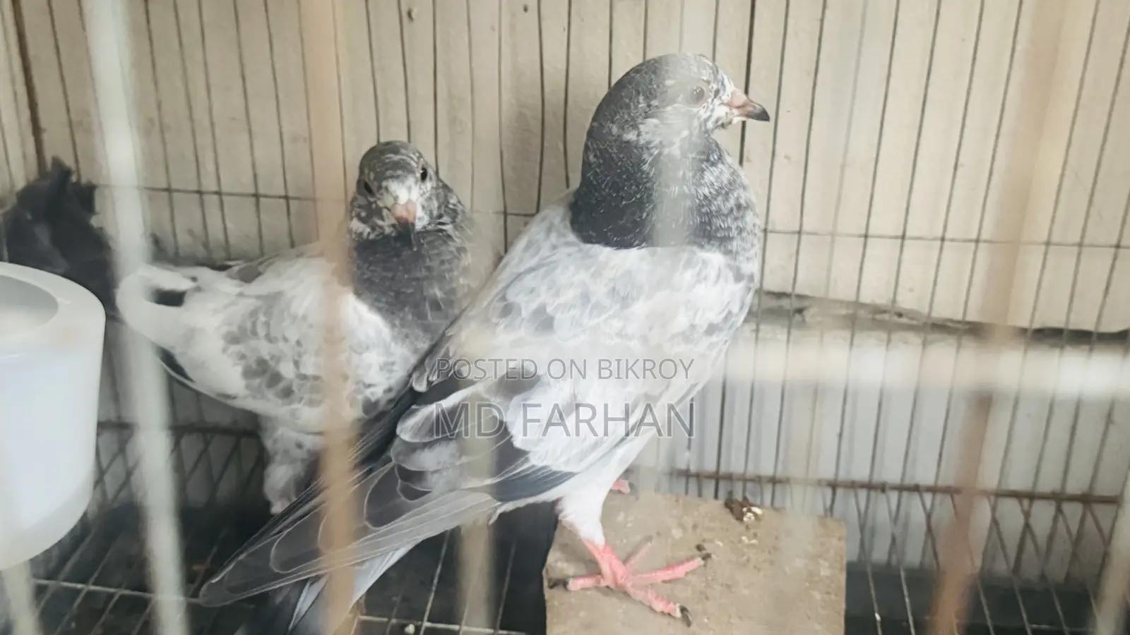 Military Pigeon Squab