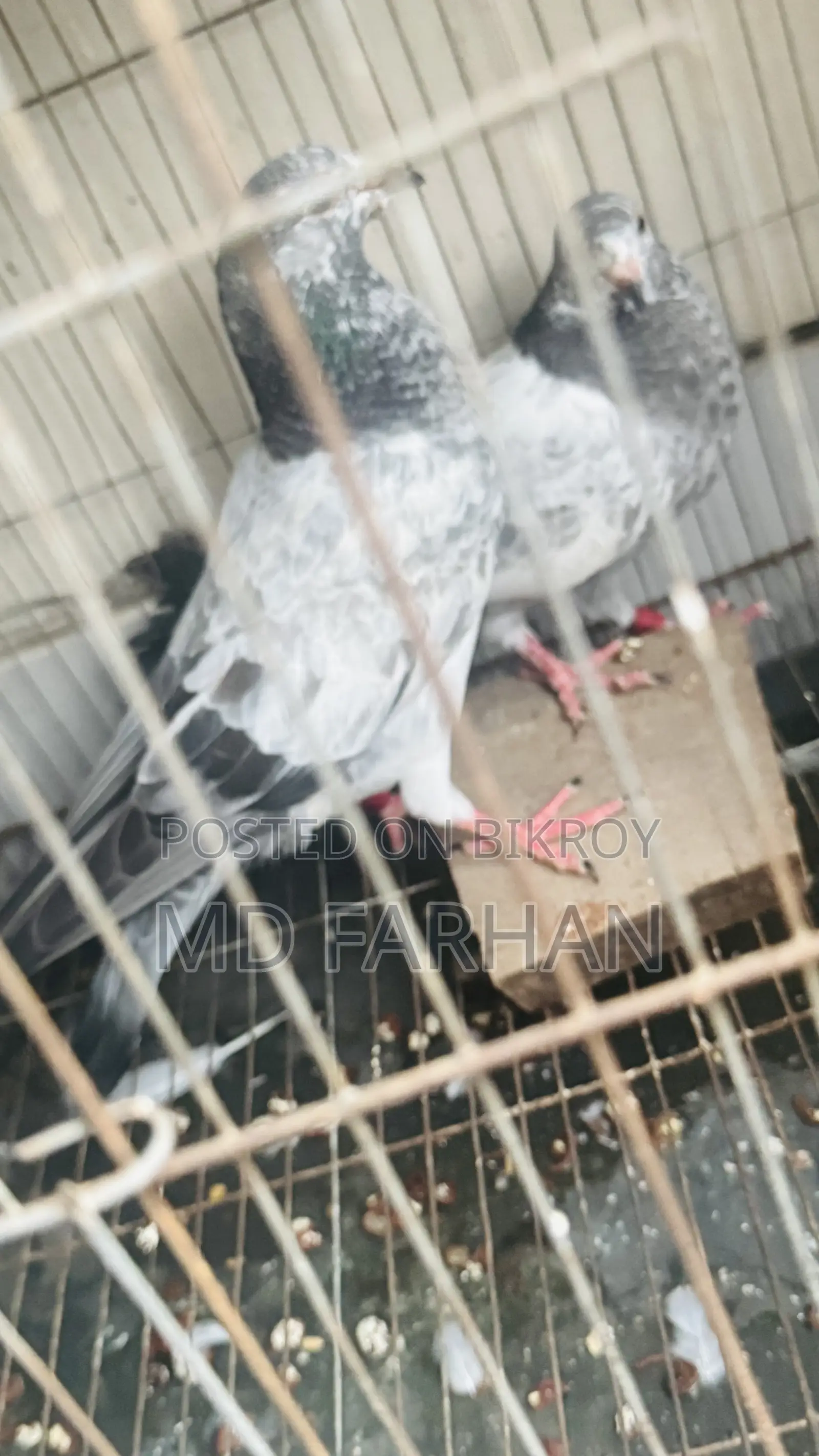 Military Pigeon Squab