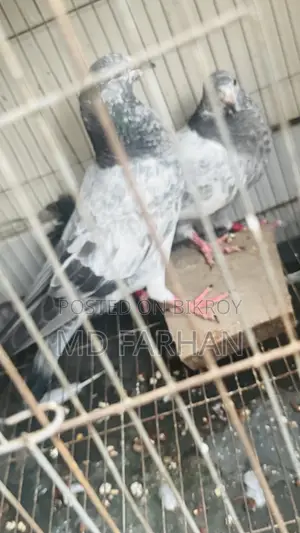 Military Pigeon Squab