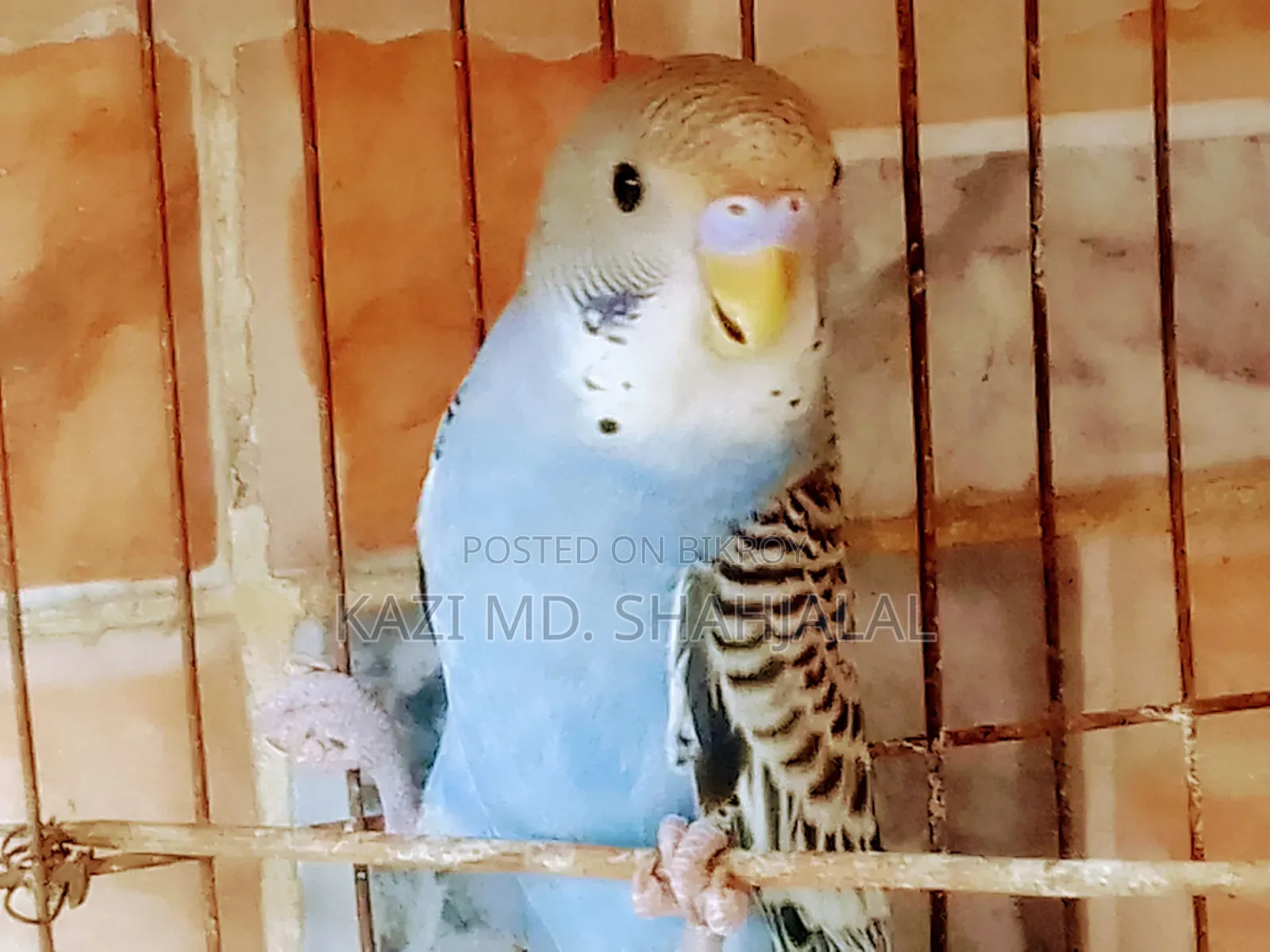বাজিগর মেল পাখি