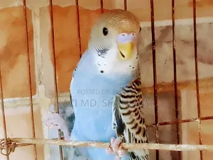 Budgerigar Male Bird