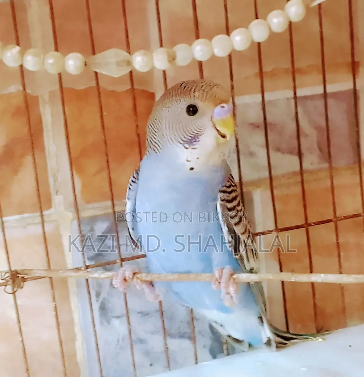 বাজিগর মেল পাখি