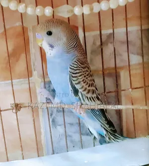 বাজিগর মেল পাখি