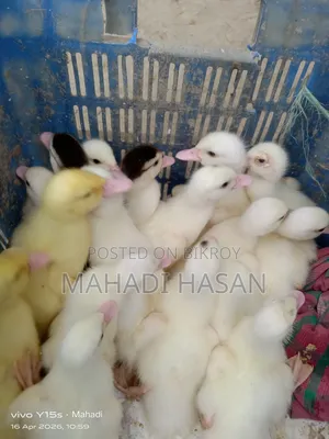 চিনা হাঁসের বাচ্চা বিক্রি