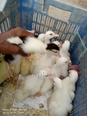 Muscovy Ducklings for Sale
