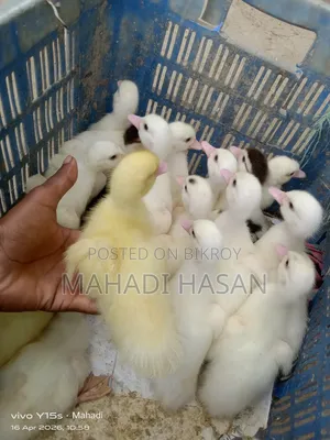 Muscovy Ducklings for Sale