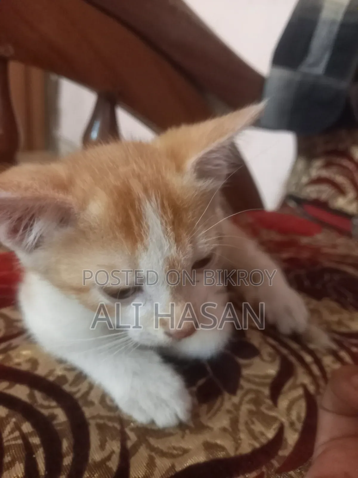1-3 Months Male Mixed Breed Persian