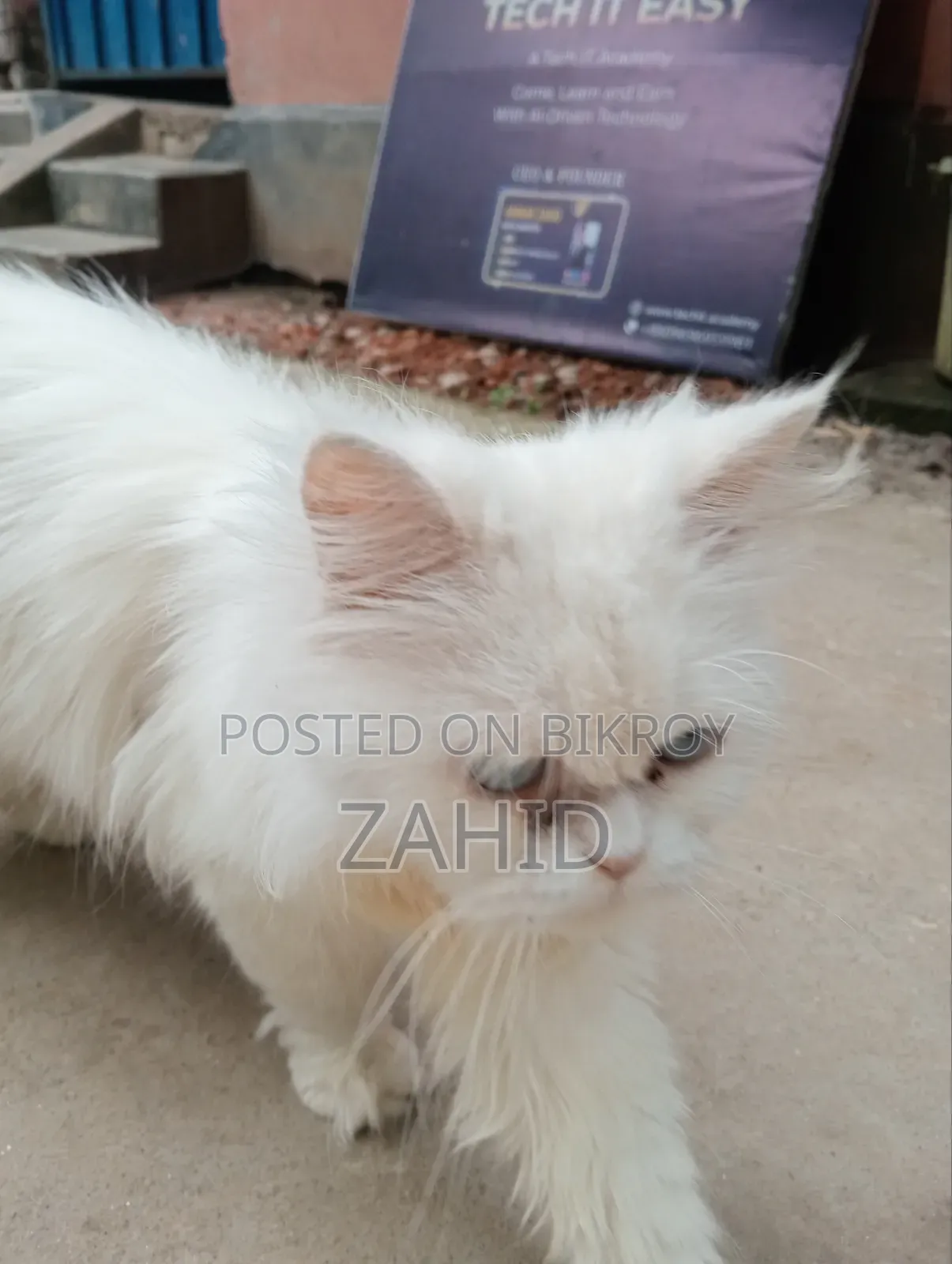 6-12 Months Female Purebred Persian