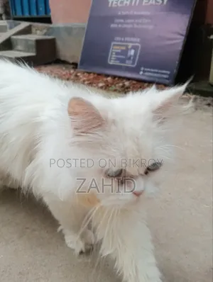 6-12 Months Female Purebred Persian